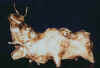 toros.jpg (47317 bytes)